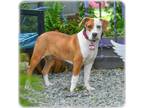 Adopt Rarity a Hound