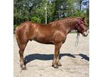 Belgian Qh gelding