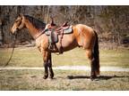 Really Pretty Registered Aqha 4 Yr Old Buckskin Gelding