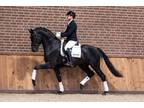 Exceptional 9-Year-Old Irish Sport Horse - Proven in Jumping and Dressage!