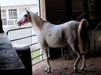 1/2 Arab/Paint/Pinto Mare for Sale