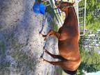 Young QH gelding needs a home!