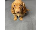 Dachshund Puppy for sale in Glen Rose, TX, USA