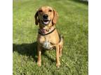 Adopt Winnebago a Hound