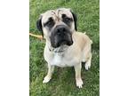 Adopt Willow a Mastiff