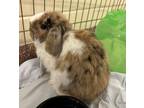 Adopt Mrs. Fields a Holland Lop