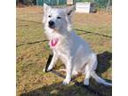 Adopt Mia a American Eskimo Dog