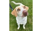 Adopt Sydney GCH a Hound, Retriever