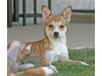 Adopt Bambi Lonestar a Shiba Inu, Klee Kai