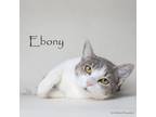 Adopt Ebony a Domestic Short Hair