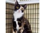 Adopt Anise a Domestic Short Hair