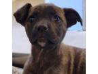 Adopt 75263 a Mixed Breed