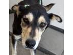 Adopt Willow a Mixed Breed