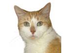 Adopt Elizabeth - RADICAL CAT LIBRARY a Domestic Medium Hair