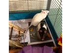 Adopt Aziraphale & Crowley a Rat