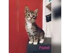 Adopt Pastel a Domestic Short Hair