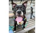 Adopt Carly Witwicky a American Staffordshire Terrier, Mixed Breed