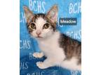 Adopt Meadow - available soon a Domestic Short Hair