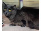 Adopt Lucy a Domestic Short Hair