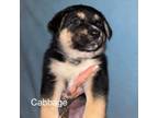 Adopt Cabbage (pending adoption) a German Shepherd Dog