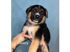 Adopt Celery (pending adoption) a German Shepherd Dog