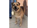 Adopt Lexi a Shepherd, Mixed Breed