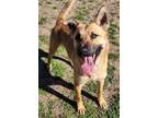 Adopt Lanie a Shepherd