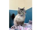 Adopt Lavender a Domestic Medium Hair, Siamese