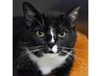 Adopt Skipper a Domestic Short Hair