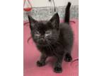 Adopt Kiri a Domestic Short Hair