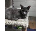 Adopt Avery a Domestic Short Hair