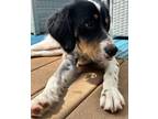 Adopt Available - Demi a English Setter