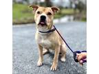 Adopt Twinkie a Mixed Breed