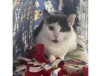 Adopt Champagne a Domestic Short Hair