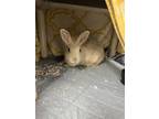 Adopt Hakuro a Bunny Rabbit