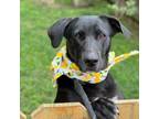 Adopt Skylar a Labrador Retriever