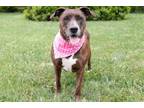 Adopt Maple a American Staffordshire Terrier, Mixed Breed