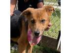 Adopt Ginger $25 a German Shepherd Dog, Mixed Breed