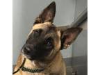 Adopt Marcy a Shepherd