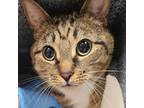 Adopt Jazzy a Domestic Short Hair