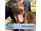 Adopt Lady Face a Pit Bull Terrier