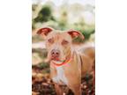 Adopt 73006a Mink a Pit Bull Terrier, Mixed Breed