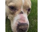 Adopt Plum a Pit Bull Terrier