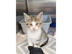 Adopt Celsius a Domestic Short Hair