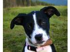 Adopt Petunia a Australian Shepherd, Collie