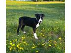 Adopt Sunday a Australian Shepherd, Collie