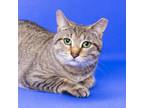 Adopt Juicy Couture a Domestic Short Hair