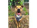 Adopt Bailey Boo a Pit Bull Terrier, Mixed Breed