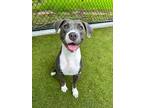 Adopt Stacey a Mixed Breed