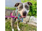 Adopt Datsun a American Staffordshire Terrier